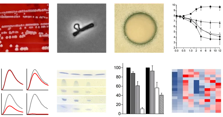 MoA Analyse.png