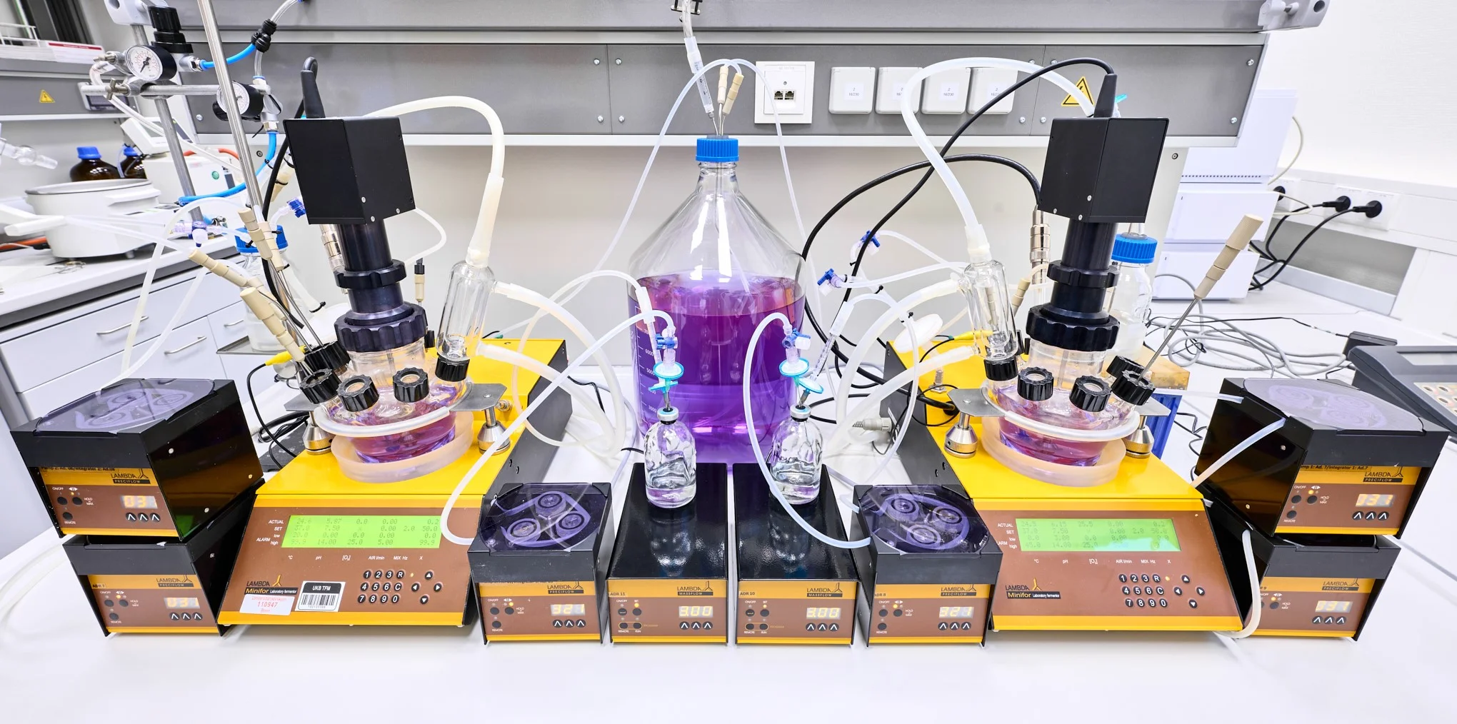in vitro Darmmodell
