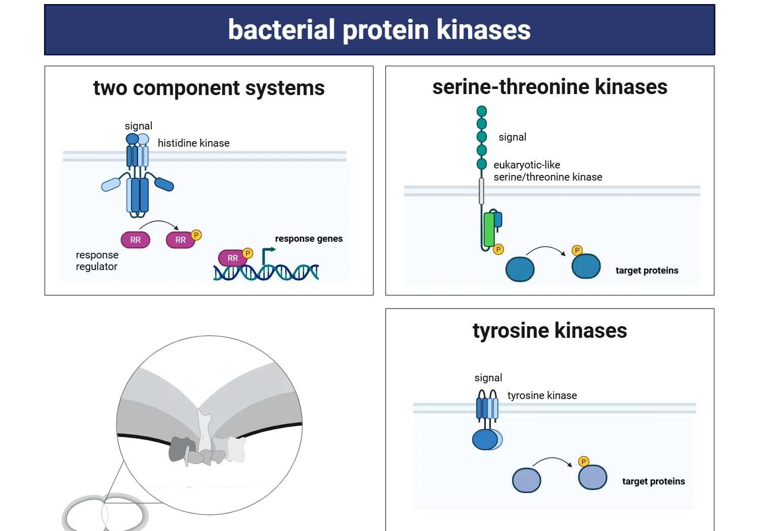 Bakterielle Protein-Kinasen