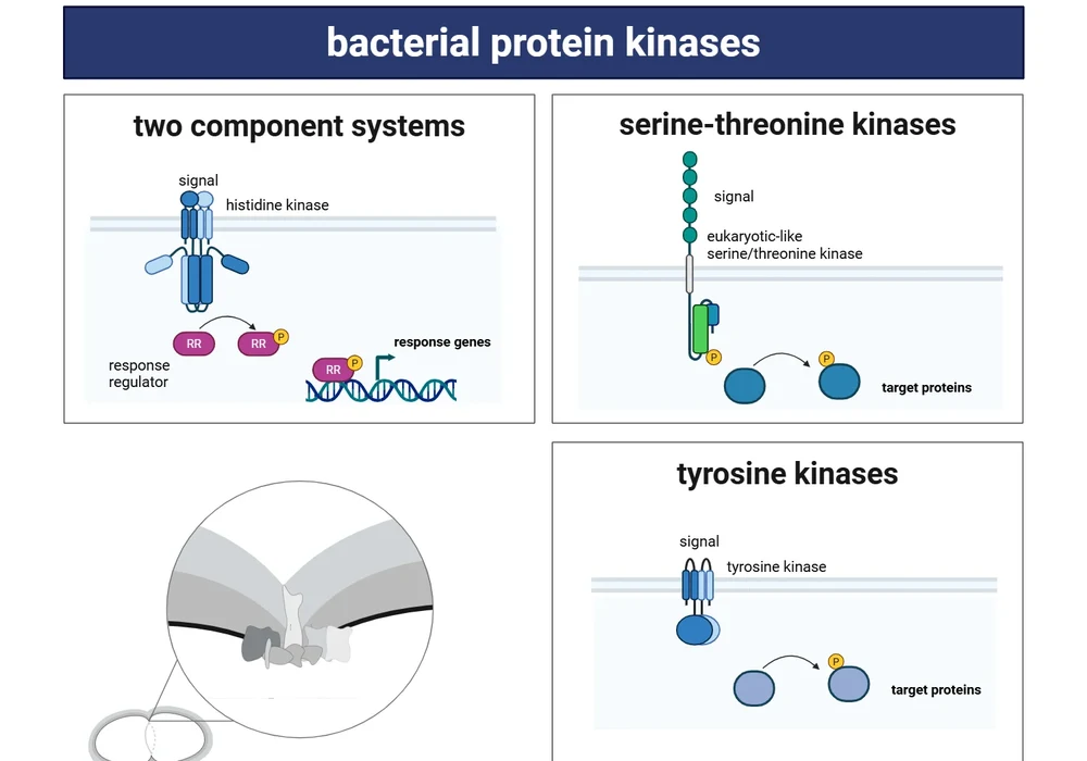 Bakterielle Protein-Kinasen