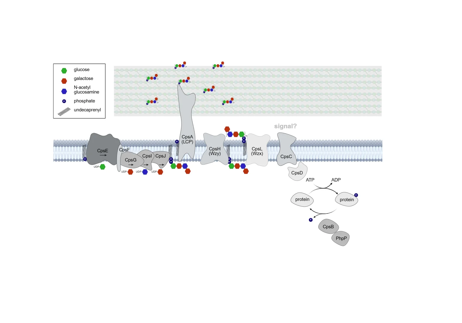 Kapselbiosynthese in Streptococcus pneumoniae