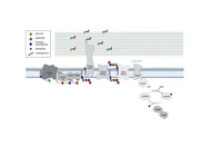 Kapselbiosynthese in Streptococcus pneumoniae