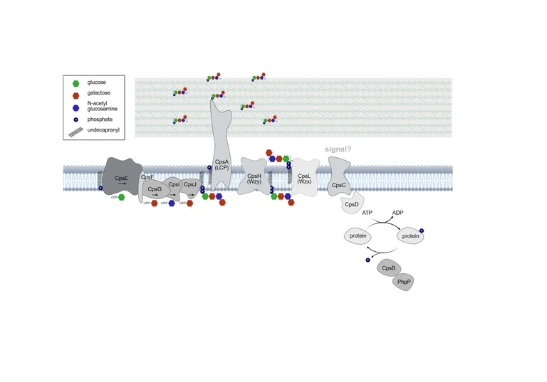 Kapselbiosynthese in Streptococcus pneumoniae