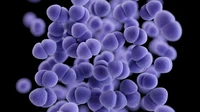 VRE Zellen