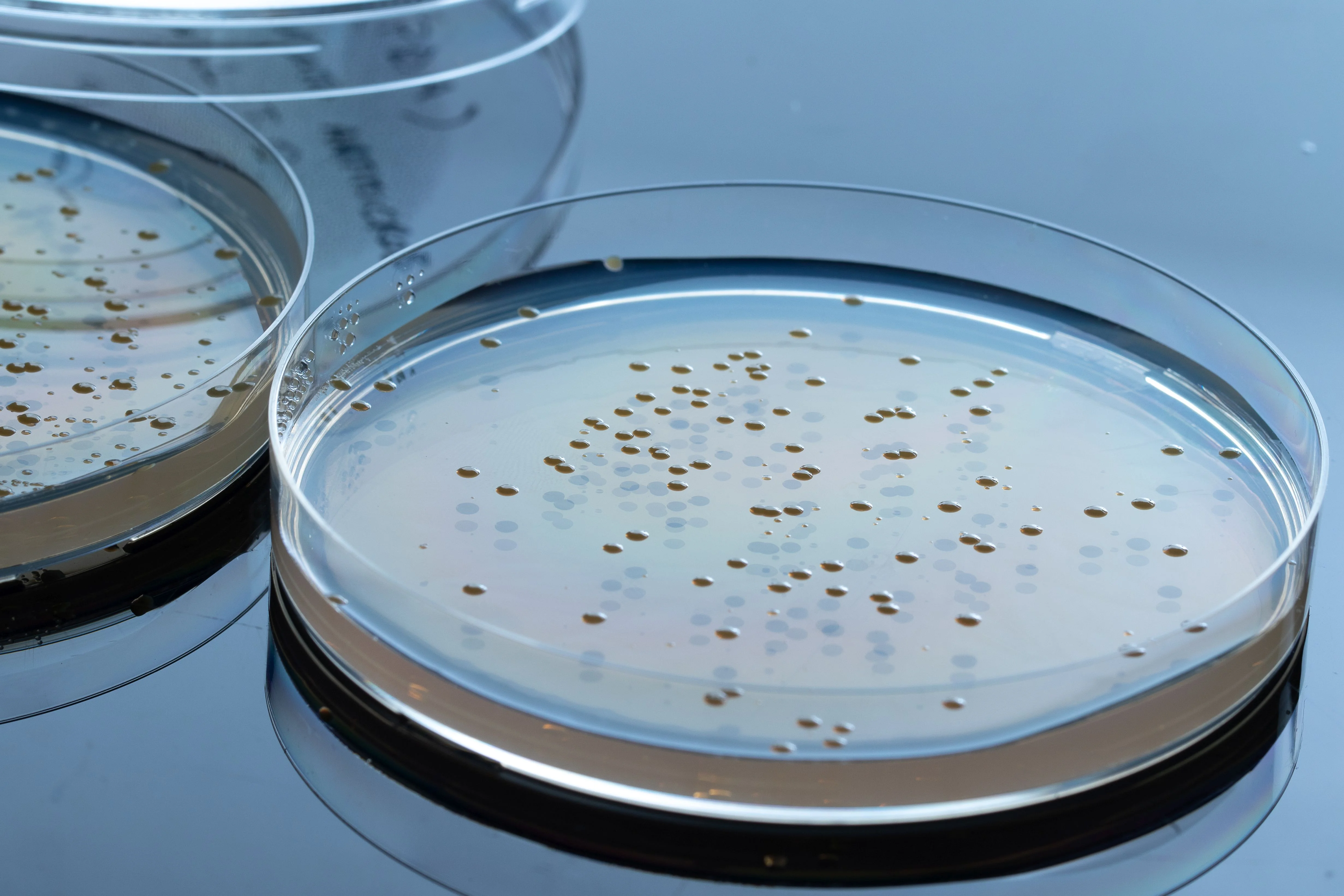 agar plate bacteria