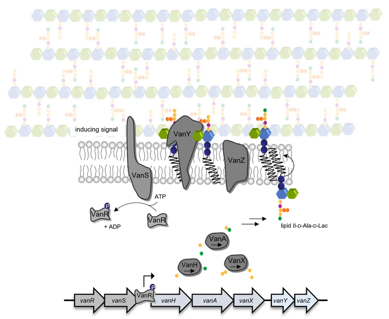 Glykopeptid-Resistenz.png