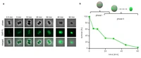 Research Example DAP